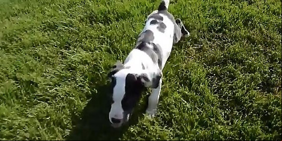 bella lady puppy